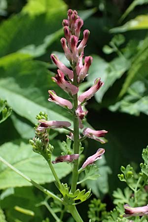 Fumaria officinalis \ Echter Erdrauch / Common Fumitory, A Judenburg 15.6.2026