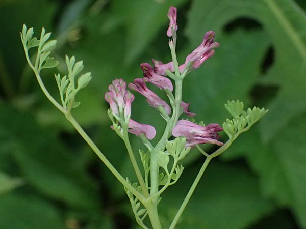 Fumaria officinalis \ Echter Erdrauch / Common Fumitory, A Judenburg 15.6.2026