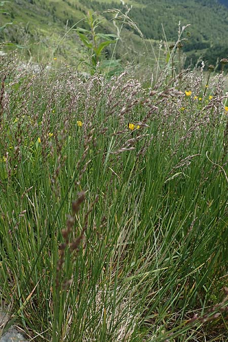 Festuca pulchella ? \ Zierlicher Schwingel / Mountain Fescue, A Osttirol, Porze 13.7.2019
