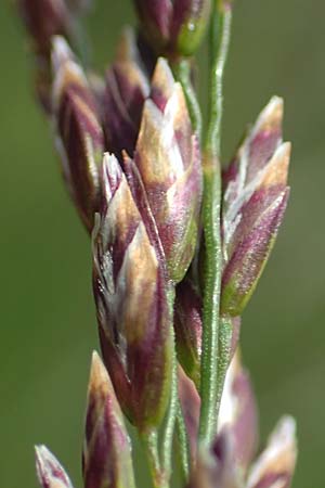 Festuca pulchella ? \ Zierlicher Schwingel / Mountain Fescue, A Osttirol, Porze 13.7.2019