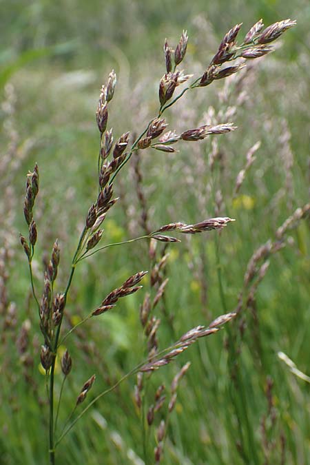Festuca pulchella ? \ Zierlicher Schwingel / Mountain Fescue, A Osttirol, Porze 13.7.2019