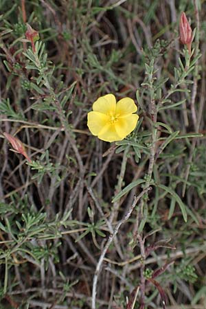 Fumana procumbens \ Niederliegendes Nadelrschen / Heath Rose, A Hainburg 25.9.2022