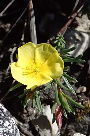 Fumana procumbens \ Niederliegendes Nadelrschen / Heath Rose, A Hainburg 10.5.2025