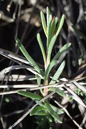 Fumana procumbens \ Niederliegendes Nadelrschen / Heath Rose, A Hainburg 10.5.2025