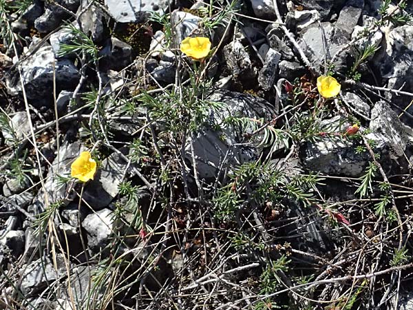 Fumana procumbens \ Niederliegendes Nadelrschen / Heath Rose, A Hainburg 10.5.2025