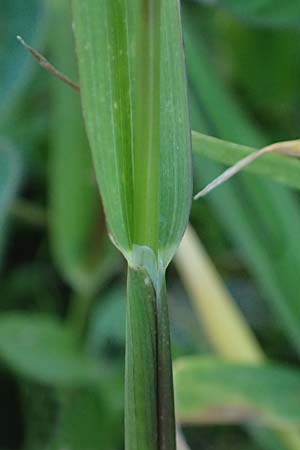 Phleum rhaeticum \ Rtisches Alpen-Lieschgras / Rhaetian Cat's-Tail, A Großglockner 11.8.2025