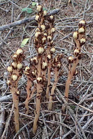 Monotropa hypopitys \ Gewhnlicher Fichtenspargel / Yellow Bird's-Nest, A Heiligenblut 11.8.2025
