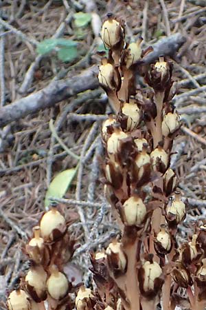 Monotropa hypopitys \ Gewhnlicher Fichtenspargel / Yellow Bird's-Nest, A Heiligenblut 11.8.2025