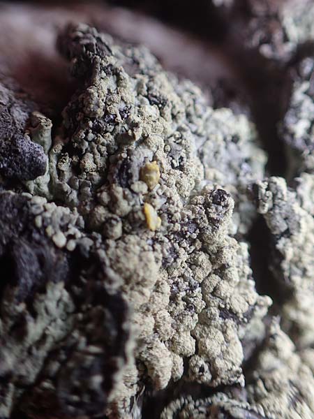 Lecanora conizaeoides ? \ Kuchenflechte / Rim Lichen, A K&auml;rnten/Carinthia, Koralpe 21.5.2016
