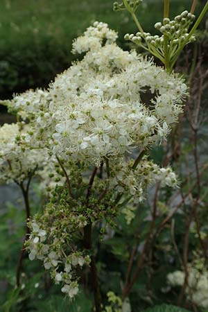 Filipendula ulmaria \ Echtes Mdes / Meadowsweet, A Tragöß 5.7.2019