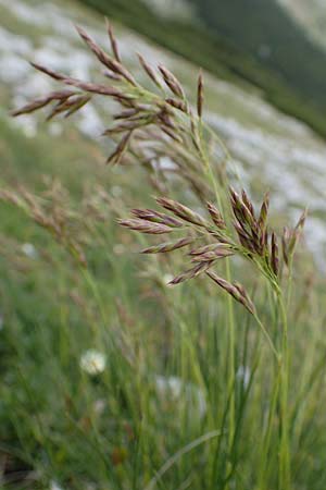 Festuca varia \ Gew&ouml;hnlicher Bunt-Schwingel / Spiky Fescue, A Trenchtling 3.7.2019