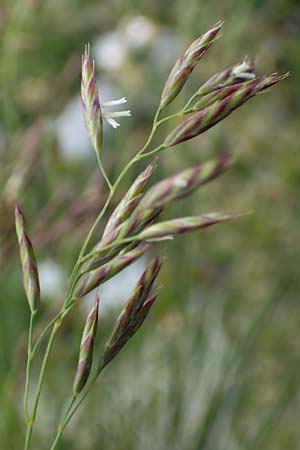 Festuca varia \ Gew&ouml;hnlicher Bunt-Schwingel / Spiky Fescue, A Trenchtling 3.7.2019