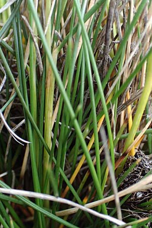 Festuca varia \ Gew&ouml;hnlicher Bunt-Schwingel / Spiky Fescue, A Trenchtling 3.7.2019