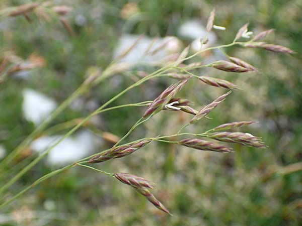 Festuca varia \ Gew&ouml;hnlicher Bunt-Schwingel / Spiky Fescue, A Trenchtling 3.7.2019