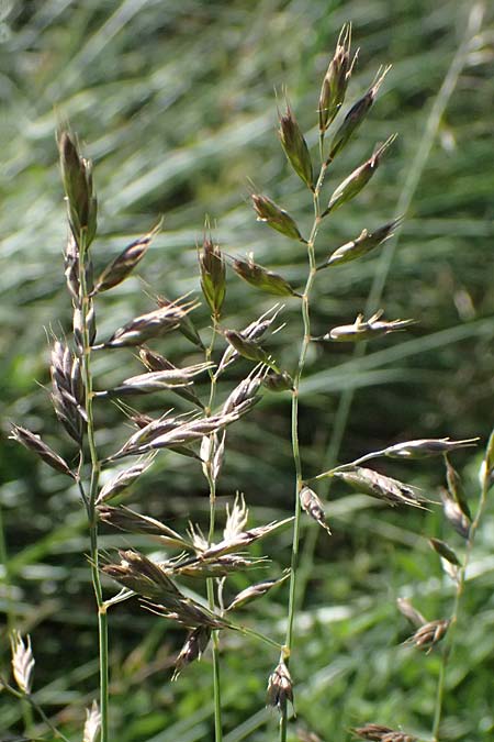Festuca valesiaca ? \ Walliser Schwingel / Valais Fescue, A Hainburg 10.5.2025