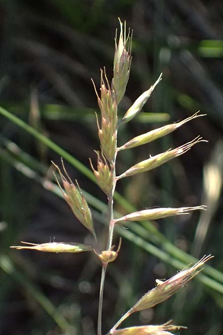 Festuca valesiaca ? \ Walliser Schwingel / Valais Fescue, A Hainburg 10.5.2025