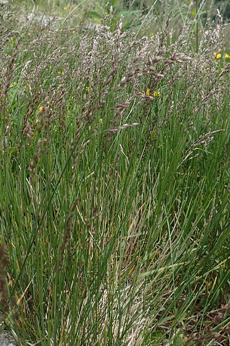 Festuca pulchella ? \ Zierlicher Schwingel / Mountain Fescue, A Osttirol, Porze 13.7.2019