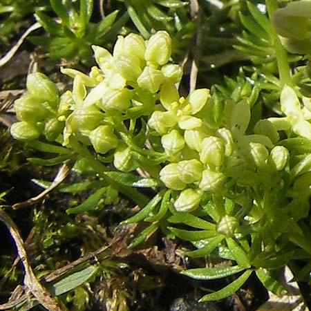 Galium noricum \ Norisches Labkraut / Norican Bedstraw, A Dachstein 20.7.2010