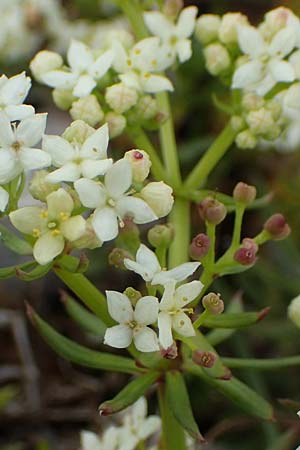 Galium anisophyllon \ Ungleichblttriges Labkraut / Alpine Bedstraw, A Rax 28.6.2020