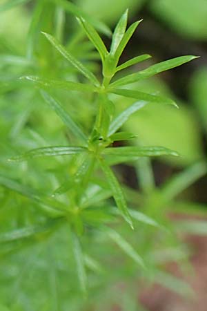Galium austriacum ? \ &Ouml;sterreicher Labkraut / Austrian Bedstraw, A Schwarzau im Gebirge 29.6.2020