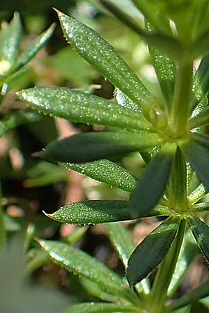 Galium anisophyllon \ Ungleichblttriges Labkraut / Alpine Bedstraw, A Lawinenstein 5.7.2020