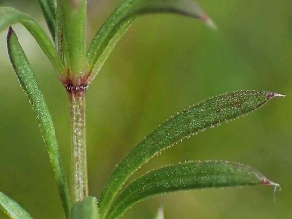 Galium anisophyllon \ Ungleichblttriges Labkraut / Alpine Bedstraw, A Seckauer Tauern, Brandstätter Törl 27.7.2021