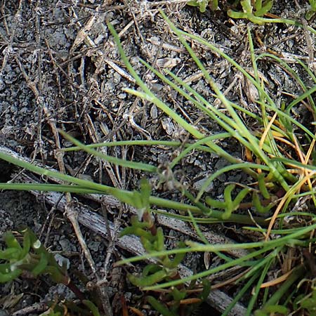 Puccinellia peisonis \ Zick-Salzschwaden, Neusiedlersee-Salzschwaden / Lake Neusiedl Saltmarsh Grass, A Seewinkel, Apetlon 8.5.2022