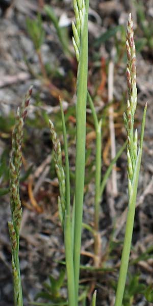 Puccinellia peisonis \ Zick-Salzschwaden, Neusiedlersee-Salzschwaden / Lake Neusiedl Saltmarsh Grass, A Seewinkel, Apetlon 8.5.2022
