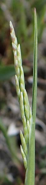 Puccinellia peisonis \ Zick-Salzschwaden, Neusiedlersee-Salzschwaden / Lake Neusiedl Saltmarsh Grass, A Seewinkel, Apetlon 8.5.2022