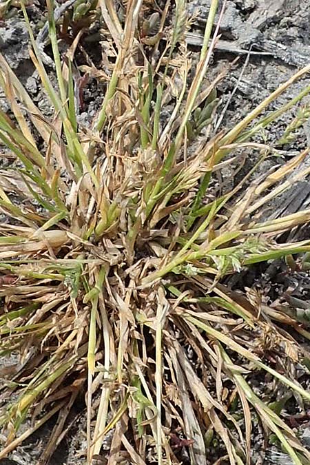 Poa annua \ Einjhriges Rispengras / Annual Blue Grass, A Seewinkel, Apetlon 8.5.2022