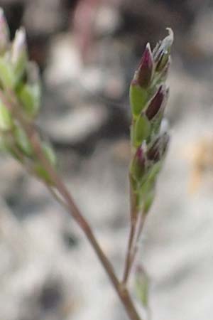 Poa annua \ Einjhriges Rispengras / Annual Blue Grass, A Seewinkel, Apetlon 8.5.2022