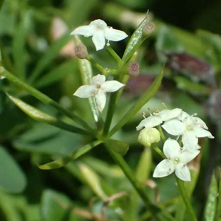 Galium anisophyllon \ Ungleichblttriges Labkraut / Alpine Bedstraw, A Admont 5.7.2024