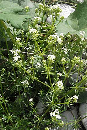 Galium anisophyllon \ Ungleichblttriges Labkraut / Alpine Bedstraw, A Lechtal, Forchach 27.5.2007