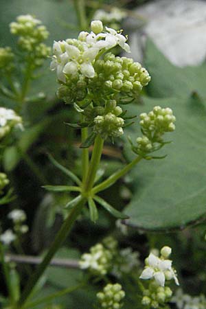 Galium anisophyllon \ Ungleichblttriges Labkraut / Alpine Bedstraw, A Lechtal, Forchach 27.5.2007