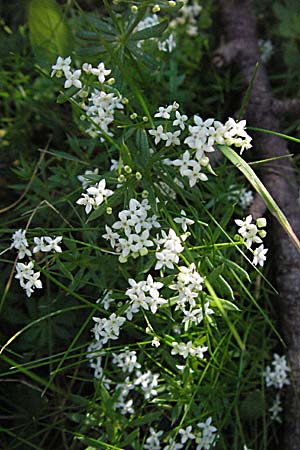 Galium anisophyllon \ Ungleichblttriges Labkraut / Alpine Bedstraw, A Kärnten/Carinthia, Petzen 21.7.2007