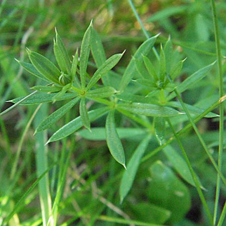 Galium anisophyllon \ Ungleichblttriges Labkraut / Alpine Bedstraw, A Kärnten/Carinthia, Petzen 21.7.2007