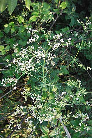 Galium sylvaticum \ Wald-Labkraut / Wood Bedstraw, A Klaus 14.7.2007