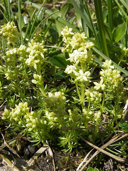 Galium noricum \ Norisches Labkraut / Norican Bedstraw, A Dachstein 20.7.2010