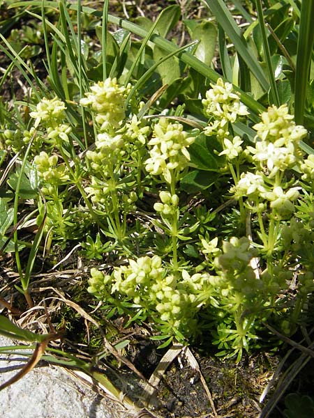 Galium noricum \ Norisches Labkraut / Norican Bedstraw, A Dachstein 20.7.2010
