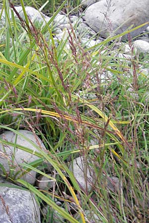 Agrostis stolonifera \ Weies Straugras / Creeping Bentgrass, A Bregenz 16.6.2011