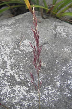 Agrostis stolonifera \ Weies Straugras / Creeping Bentgrass, A Bregenz 16.6.2011
