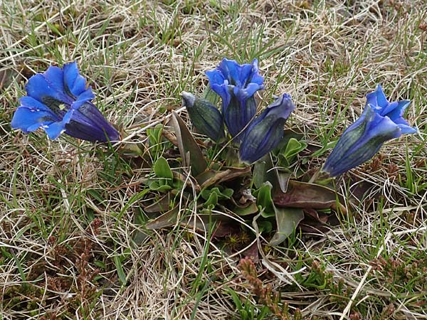 Gentiana acaulis \ Kochs Enzian, Silikat-Glocken-Enzian / Stemless Gentian, A Kärnten/Carinthia, Koralpe 21.5.2016