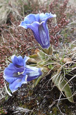 Gentiana acaulis \ Kochs Enzian, Silikat-Glocken-Enzian / Stemless Gentian, A Kärnten/Carinthia, Koralpe 21.5.2016
