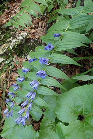 Gentiana asclepiadea \ Schwalbenwurz-Enzian / Willow Gentian, A Kärnten/Carinthia, Tscheppa - Schlucht / Gorge 20.8.2016