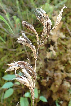 Gentiana asclepiadea \ Schwalbenwurz-Enzian / Willow Gentian, A Steiermark, Pernegg-Mixnitz 4.7.2019