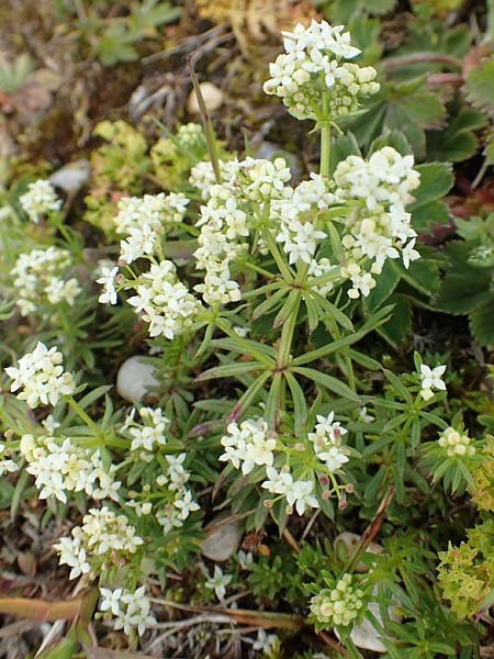 Galium anisophyllon \ Ungleichblttriges Labkraut / Alpine Bedstraw, A Rax 28.6.2020