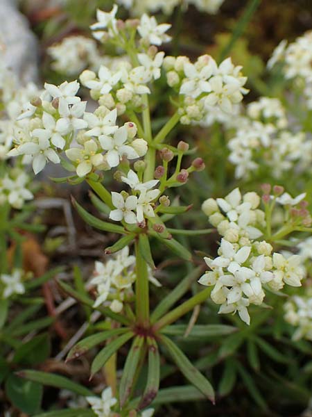 Galium anisophyllon \ Ungleichblttriges Labkraut / Alpine Bedstraw, A Rax 28.6.2020