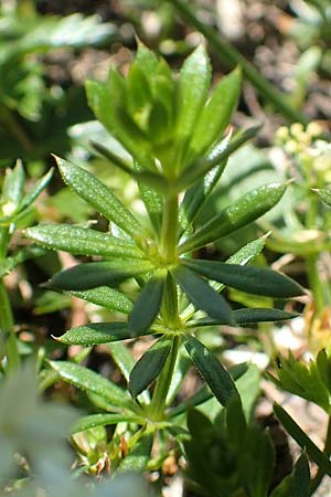 Galium anisophyllon \ Ungleichblttriges Labkraut / Alpine Bedstraw, A Lawinenstein 5.7.2020