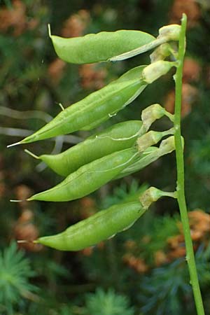 Galega officinalis \ Geiraute / Goat's Rue, A Kraubath (Mur) 27.6.2021