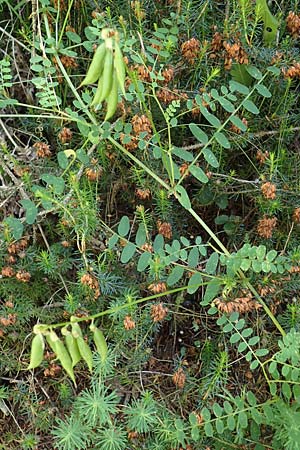 Galega officinalis \ Geiraute / Goat's Rue, A Kraubath (Mur) 27.6.2021